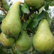 Саженец Груша Конференция в контейнере